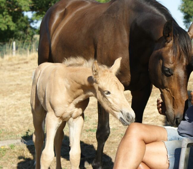 Palomino Hengstfohlen – Sportliches Blut & Zukunftsperspektive, lemaponies, Pferd kaufen, Rolle, Abbildung 3