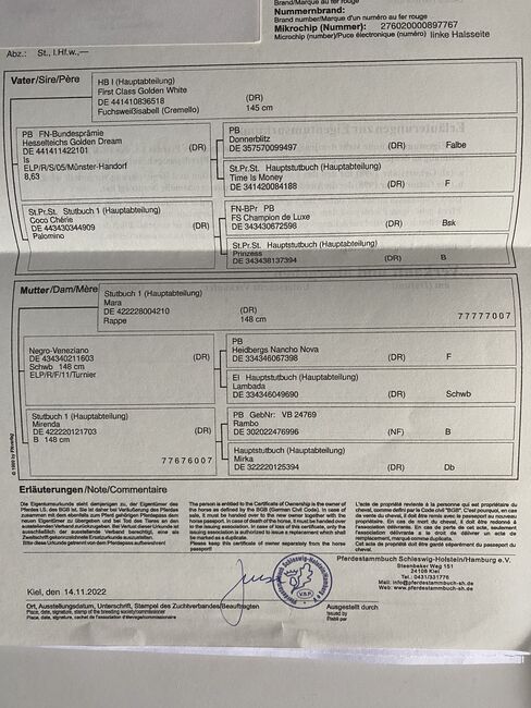 Palomino Jährlingsstute zu verkaufen, Melina , Pferd kaufen, Hartenholm, Abbildung 3