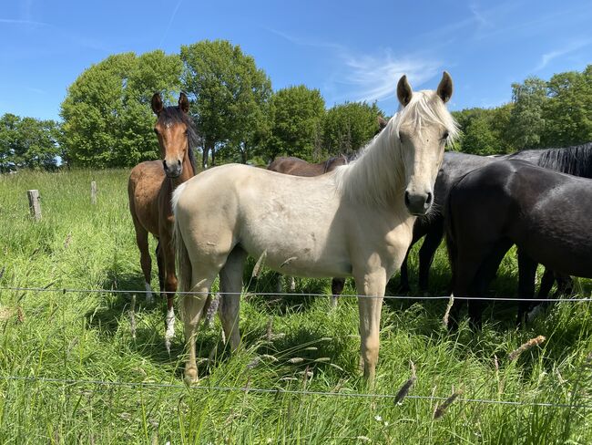 Palomino Jährlingsstute zu verkaufen, Melina , Pferd kaufen, Hartenholm, Abbildung 2