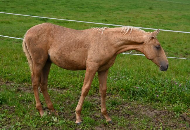 Palomino mit grünen Augen, Manuela KUBNY , Horses For Sale, Küßnach , Image 3