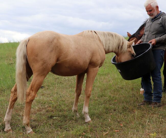 Palomino Nachwuchstalent mit Top-Abstammung - Bildschönes Jungpferd mit Zukunft, Kerstin Rehbehn (Pferdemarketing Ost), Pferd kaufen, Nienburg, Abbildung 18