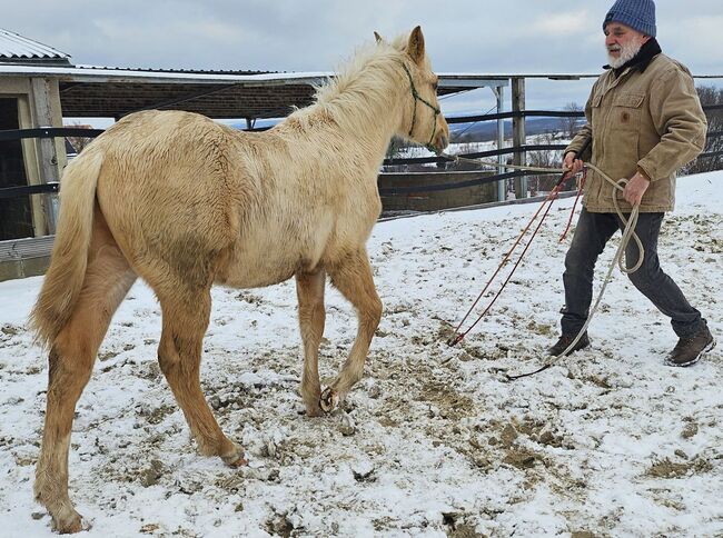 Palomino Nachwuchstalent mit Top-Abstammung - Bildschönes Jungpferd mit Zukunft, Kerstin Rehbehn (Pferdemarketing Ost), Pferd kaufen, Nienburg, Abbildung 5