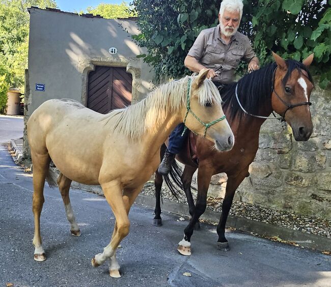 Palomino Nachwuchstalent mit Top-Abstammung - Bildschönes Jungpferd mit Zukunft, Kerstin Rehbehn (Pferdemarketing Ost), Pferd kaufen, Nienburg, Abbildung 16