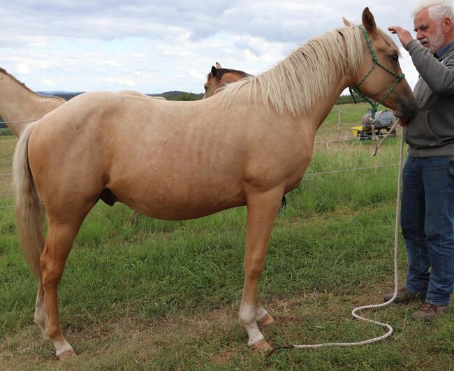 Palomino Nachwuchstalent mit Top-Abstammung - Bildschönes Jungpferd mit Zukunft, Kerstin Rehbehn (Pferdemarketing Ost), Pferd kaufen, Nienburg, Abbildung 19