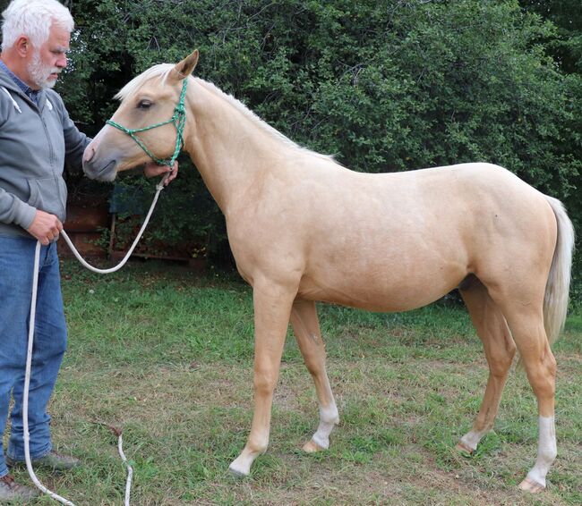 Palomino Nachwuchstalent mit Top-Abstammung - Bildschönes Jungpferd mit Zukunft, Kerstin Rehbehn (Pferdemarketing Ost), Pferd kaufen, Nienburg, Abbildung 20