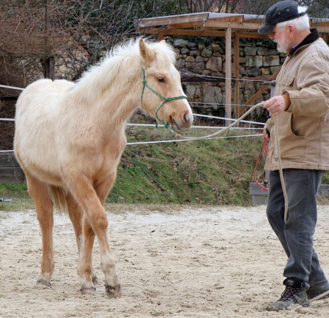 Palomino Nachwuchstalent mit Top-Abstammung - Bildschönes Jungpferd mit Zukunft, Kerstin Rehbehn (Pferdemarketing Ost), Pferd kaufen, Nienburg, Abbildung 6