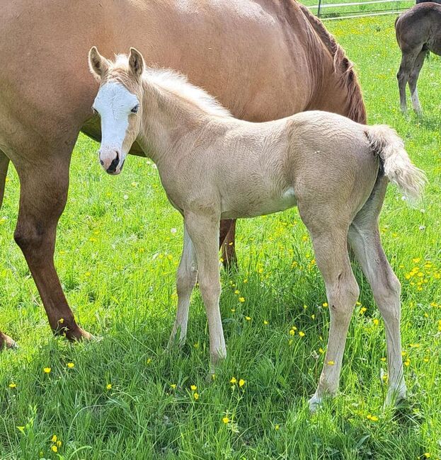 palomino overo Paint Horse Stutfohlen mit guter Abstammung, Kerstin Rehbehn (Pferdemarketing Ost), Horses For Sale, Nienburg, Image 2