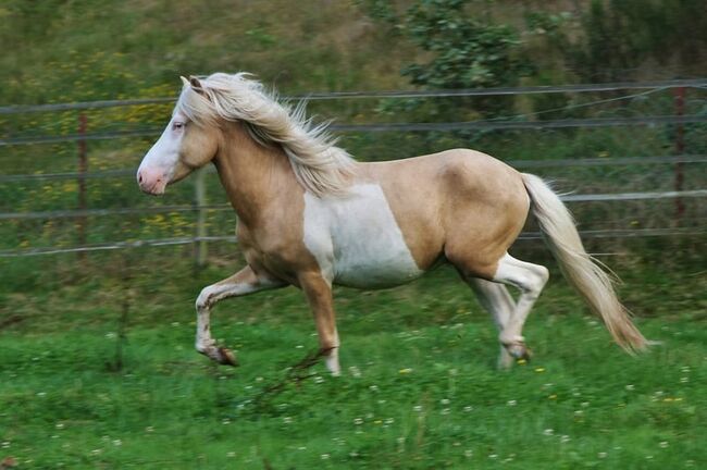 Palominohelmschecke 3 J. Hengst 5 Gänger begrenzt günstig, Genesis, Horses For Sale, Saarland, Image 2