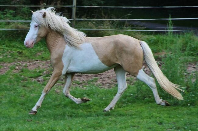 Palominohelmschecke 3 J. Hengst 5 Gänger begrenzt günstig, Genesis, Horses For Sale, Saarland, Image 3