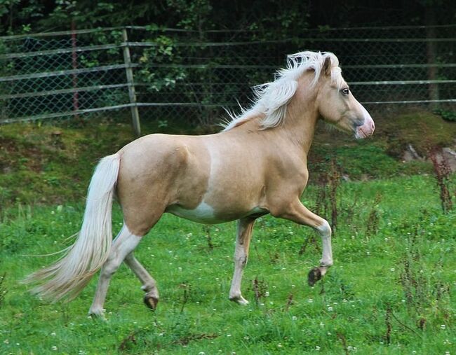 Palominohelmschecke 3 J. Hengst 5 Gänger begrenzt günstig, Genesis, Horses For Sale, Saarland, Image 5