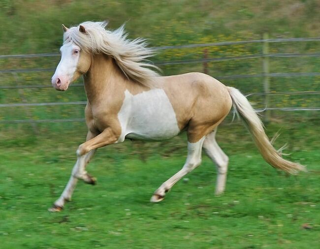 Palominohelmschecke 3 J. Hengst 5 Gänger begrenzt günstig, Genesis, Horses For Sale, Saarland, Image 6