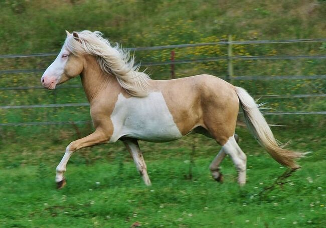 Palominohelmschecke 3 J. Hengst 5 Gänger begrenzt günstig, Genesis, Horses For Sale, Saarland, Image 4