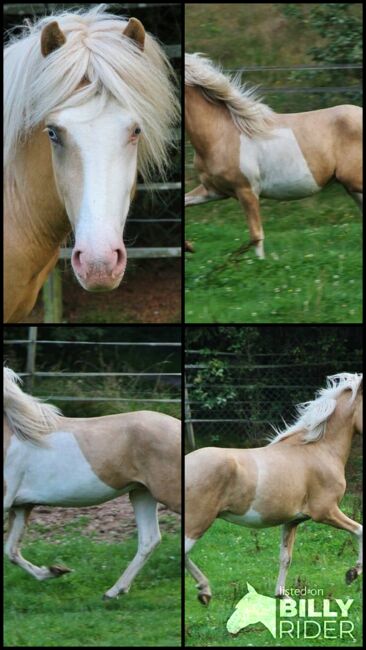 Palominohelmschecke 3 J. Hengst 5 Gänger begrenzt günstig, Genesis, Horses For Sale, Saarland, Image 7