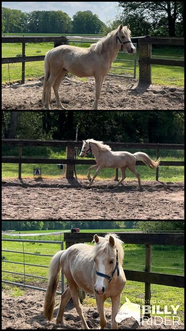 Palominopony Wallach, Britta, Horses For Sale, Hopsten , Image 4