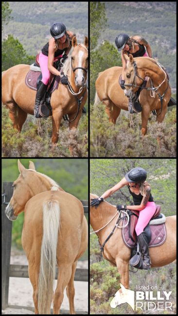 Palomino Quarab Stute in Palominofarbe, Yeguada Trébol, Horses For Sale, Alcoy, Image 14