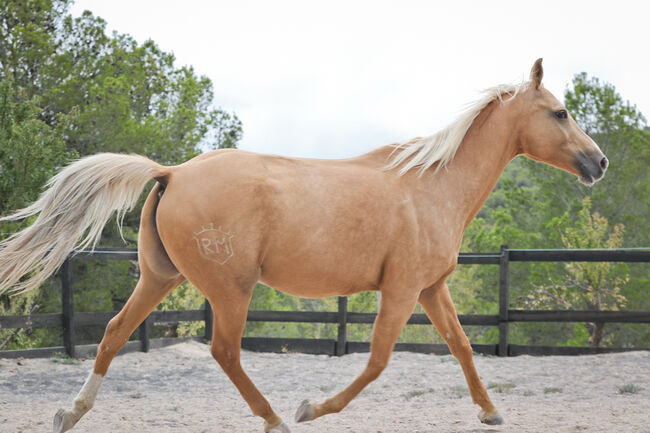 Palomino Quarab Stute in Palominofarbe, Yeguada Trébol, Pferd kaufen, Alcoy, Abbildung 4