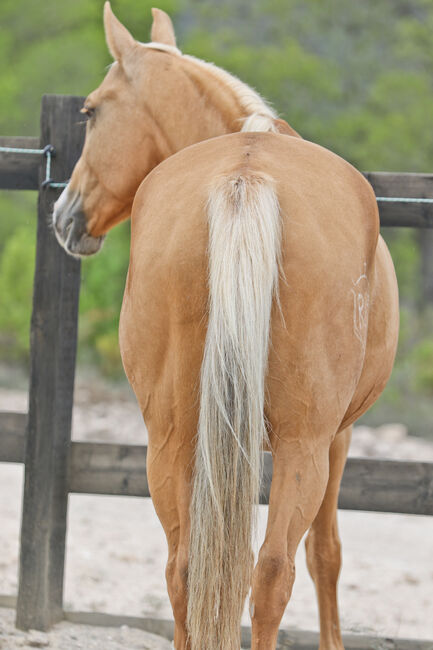 Palomino Quarab Stute in Palominofarbe, Yeguada Trébol, Konie na sprzedaż, Alcoy, Image 6