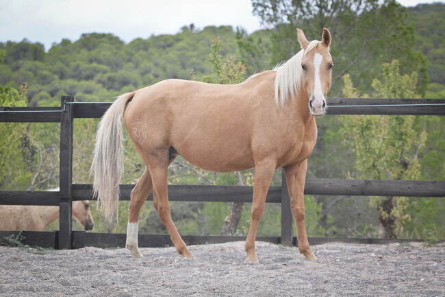 Palomino Quarab Stute in Palominofarbe, Yeguada Trébol, Konie na sprzedaż, Alcoy, Image 9