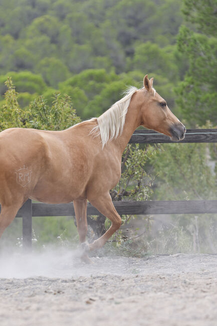 Palomino Quarab Stute in Palominofarbe, Yeguada Trébol, Konie na sprzedaż, Alcoy, Image 3