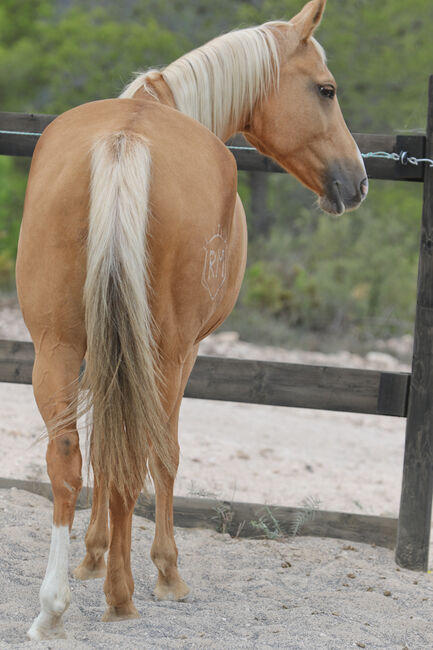 Palomino Quarab Stute in Palominofarbe, Yeguada Trébol, Konie na sprzedaż, Alcoy, Image 7