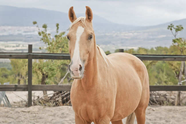 Palomino Quarab Stute in Palominofarbe, Yeguada Trébol, Konie na sprzedaż, Alcoy, Image 8