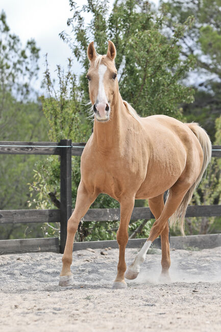 Palomino Quarab Stute in Palominofarbe, Yeguada Trébol, Konie na sprzedaż, Alcoy, Image 5