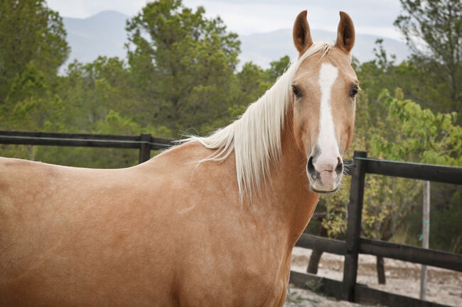 Palomino Quarab Stute in Palominofarbe, Yeguada Trébol, Konie na sprzedaż, Alcoy, Image 10