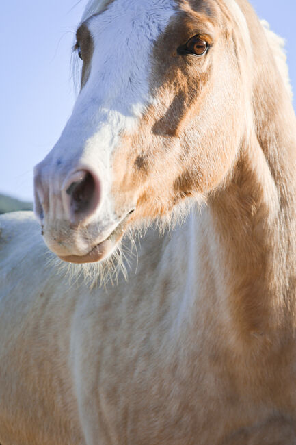 Palomino Quarter Horse Wallach AQHA Papiere, Yeguada Trébol, Horses For Sale, Alcoy, Image 9