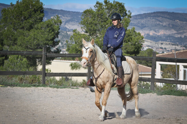 Palomino Quarter Horse Wallach AQHA Papiere, Yeguada Trébol, Horses For Sale, Alcoy, Image 14