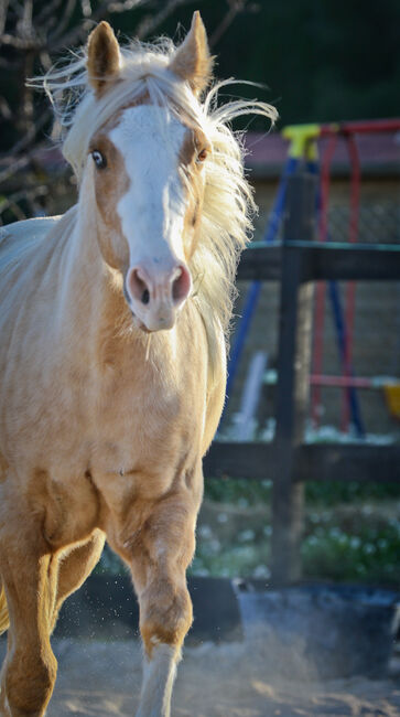 Palomino Quarter Horse Wallach AQHA Papiere, Yeguada Trébol, Horses For Sale, Alcoy, Image 12