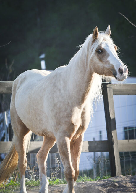 Palomino Quarter Horse Wallach AQHA Papiere, Yeguada Trébol, Horses For Sale, Alcoy, Image 5