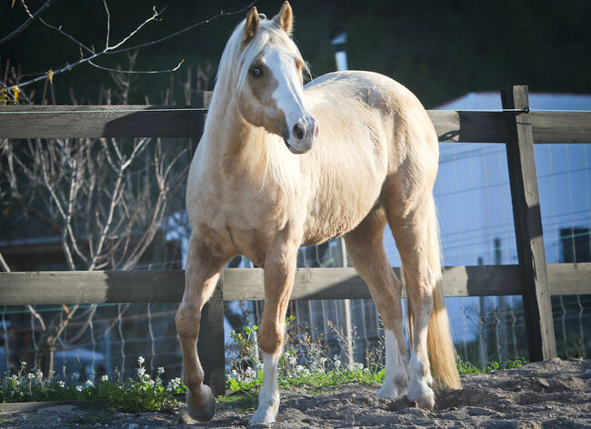 Palomino Quarter Horse Wallach AQHA Papiere, Yeguada Trébol, Pferd kaufen, Alcoy