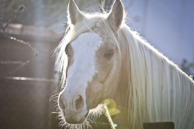 Palomino Quarter Horse Wallach AQHA Papiere, Yeguada Trébol, Pferd kaufen, Alcoy, Abbildung 21