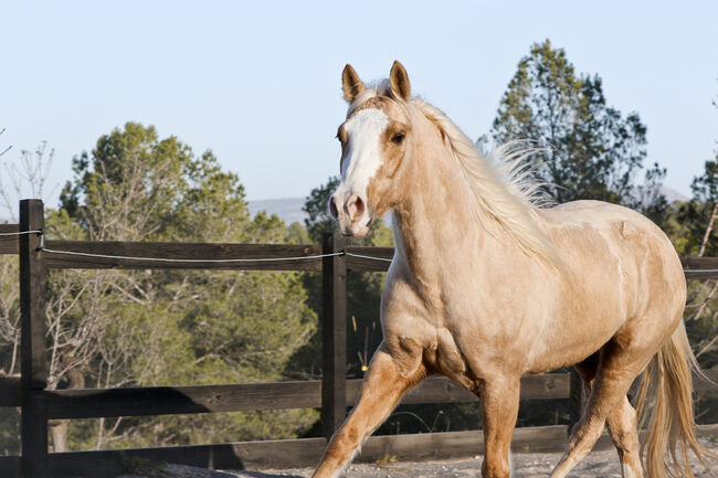 Palomino Quarter Horse Wallach AQHA Papiere, Yeguada Trébol, Pferd kaufen, Alcoy, Abbildung 20