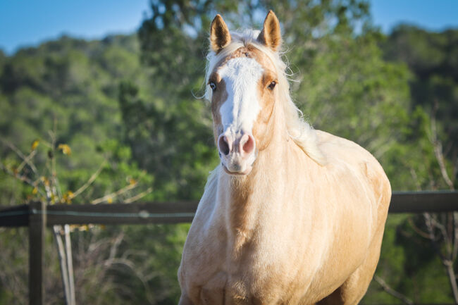 Palomino Quarter Horse Wallach AQHA Papiere, Yeguada Trébol, Pferd kaufen, Alcoy, Abbildung 19