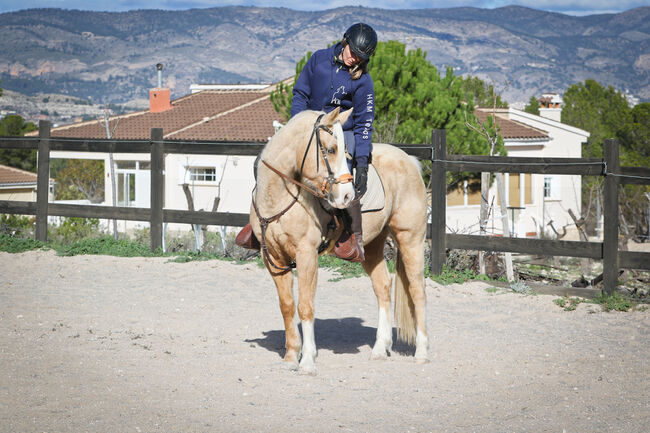 Palomino Quarter Horse Wallach AQHA Papiere, Yeguada Trébol, Pferd kaufen, Alcoy, Abbildung 18