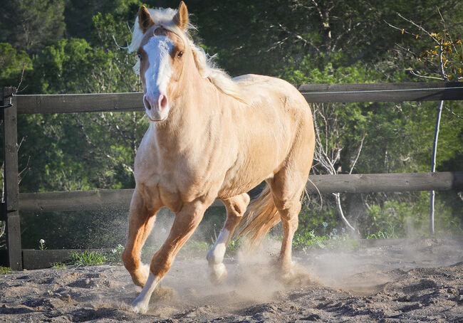 Palomino Quarter Horse Wallach AQHA Papiere, Yeguada Trébol, Pferd kaufen, Alcoy, Abbildung 17