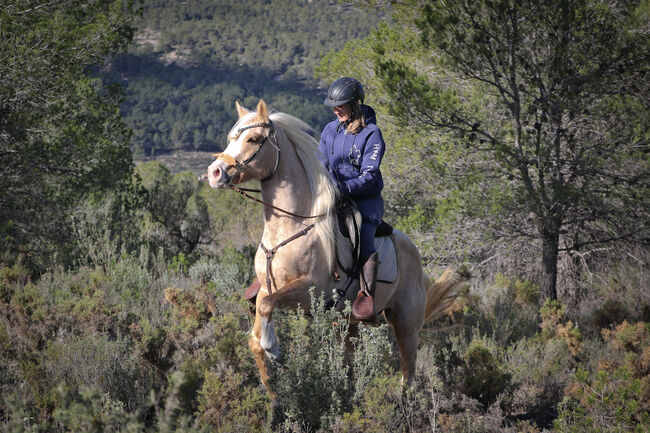 Palomino Quarter Horse Wallach AQHA Papiere, Yeguada Trébol, Pferd kaufen, Alcoy, Abbildung 16