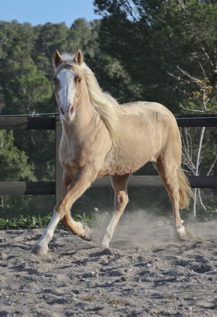 Palomino Quarter Horse Wallach AQHA Papiere, Yeguada Trébol, Pferd kaufen, Alcoy, Abbildung 15