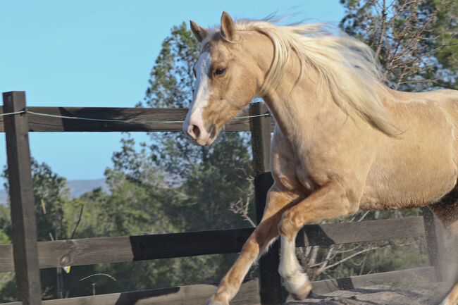 Palomino Quarter Horse Wallach AQHA Papiere, Yeguada Trébol, Pferd kaufen, Alcoy, Abbildung 13