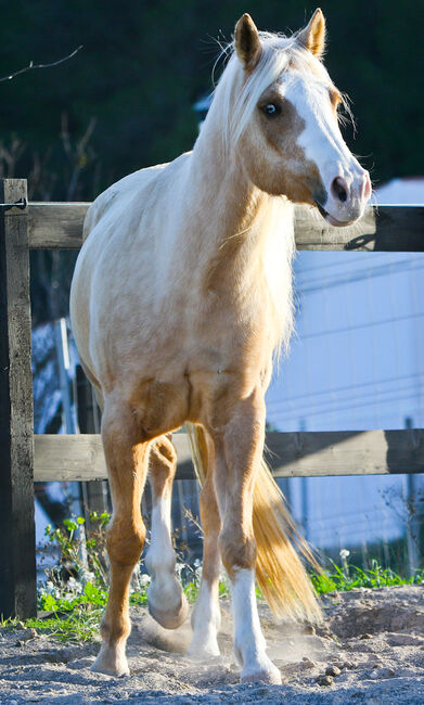 Palomino Quarter Horse Wallach AQHA Papiere, Yeguada Trébol, Pferd kaufen, Alcoy, Abbildung 22