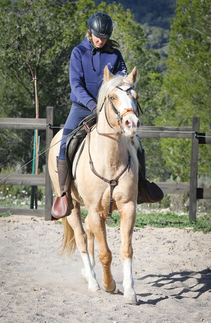 Palomino Quarter Horse Wallach AQHA Papiere, Yeguada Trébol, Pferd kaufen, Alcoy, Abbildung 10