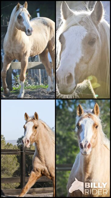 Palomino Quarter Horse Wallach AQHA Papiere, Yeguada Trébol, Pferd kaufen, Alcoy, Abbildung 24