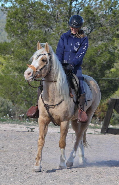 Palomino Quarter Horse Wallach AQHA Papiere, Yeguada Trébol, Pferd kaufen, Alcoy, Abbildung 8