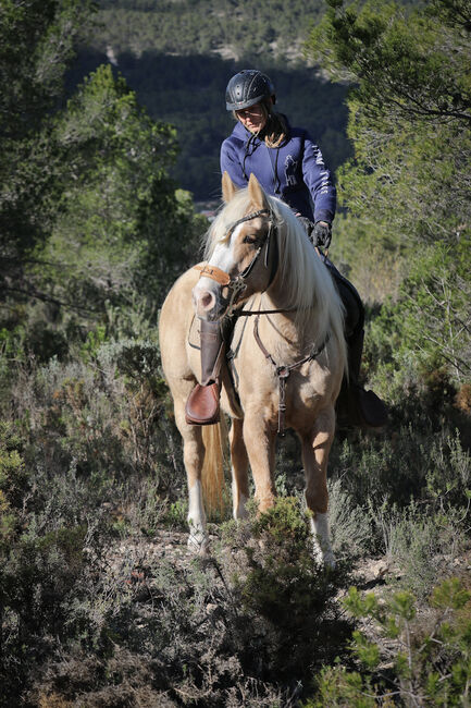 Palomino Quarter Horse Wallach AQHA Papiere, Yeguada Trébol, Pferd kaufen, Alcoy, Abbildung 7