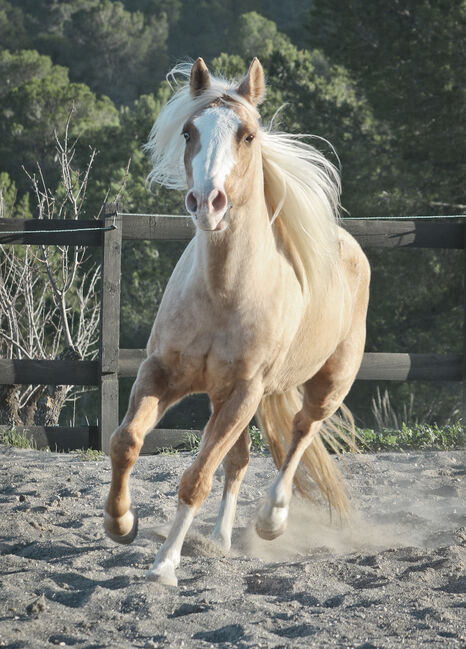 Palomino Quarter Horse Wallach AQHA Papiere, Yeguada Trébol, Pferd kaufen, Alcoy, Abbildung 6