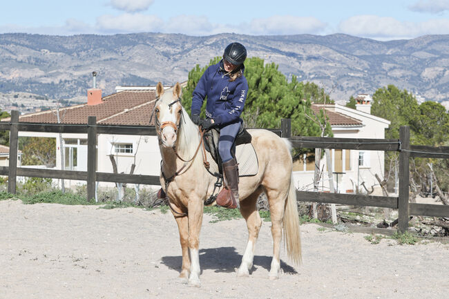 Palomino Quarter Horse Wallach AQHA Papiere, Yeguada Trébol, Pferd kaufen, Alcoy, Abbildung 4