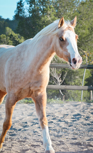 Palomino Quarter Horse Wallach AQHA Papiere, Yeguada Trébol, Pferd kaufen, Alcoy, Abbildung 2