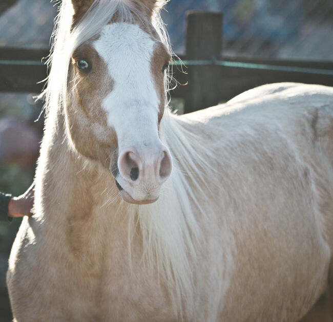 Palomino Quarter Horse Wallach AQHA Papiere, Yeguada Trébol, Pferd kaufen, Alcoy, Abbildung 11