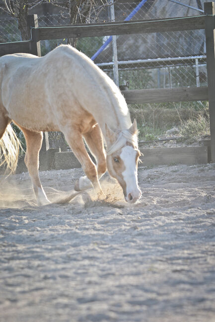 Palomino Quarter Horse Wallach AQHA Papiere, Yeguada Trébol, Pferd kaufen, Alcoy, Abbildung 23